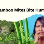Do Bamboo Mites Bite Humans? Best Answer