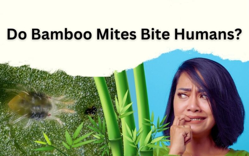Do Bamboo Mites Bite Humans? Best Answer