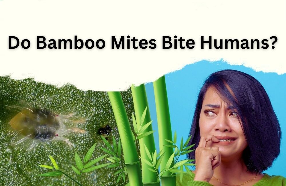 Do Bamboo Mites Bite Humans? Best Answer InHousePlant Your Ultimate