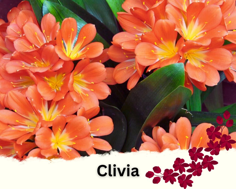Clivia is a house plant with glorious flowers