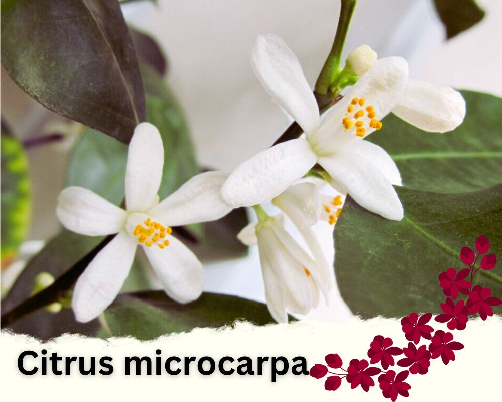 Calamondin Orange can be a flowering house plant