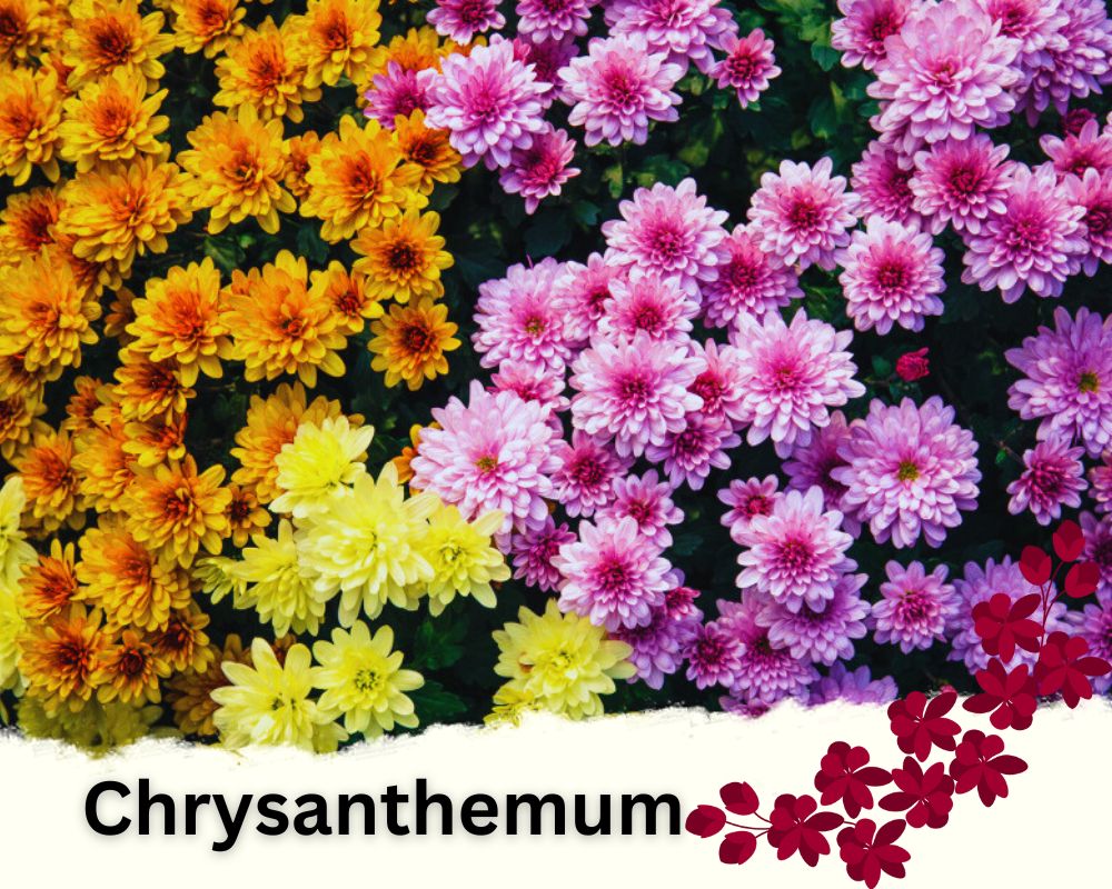Chrysanthemum is one of the colorful flowering house plants