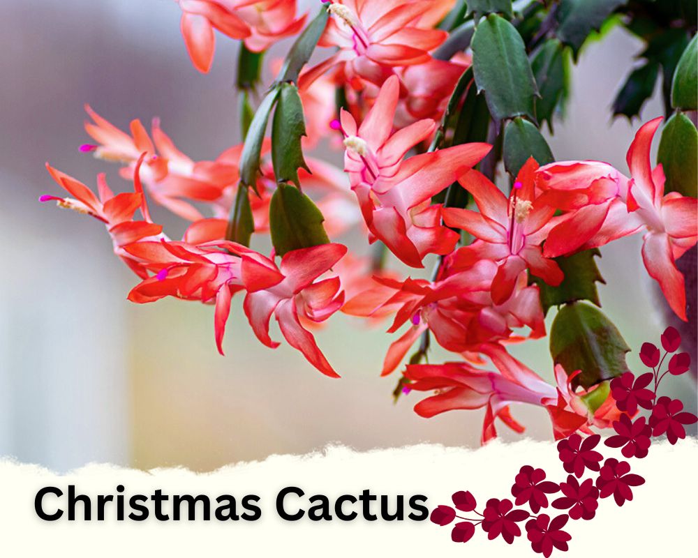 Christmas Cactus is a common indoor plant with red flowers