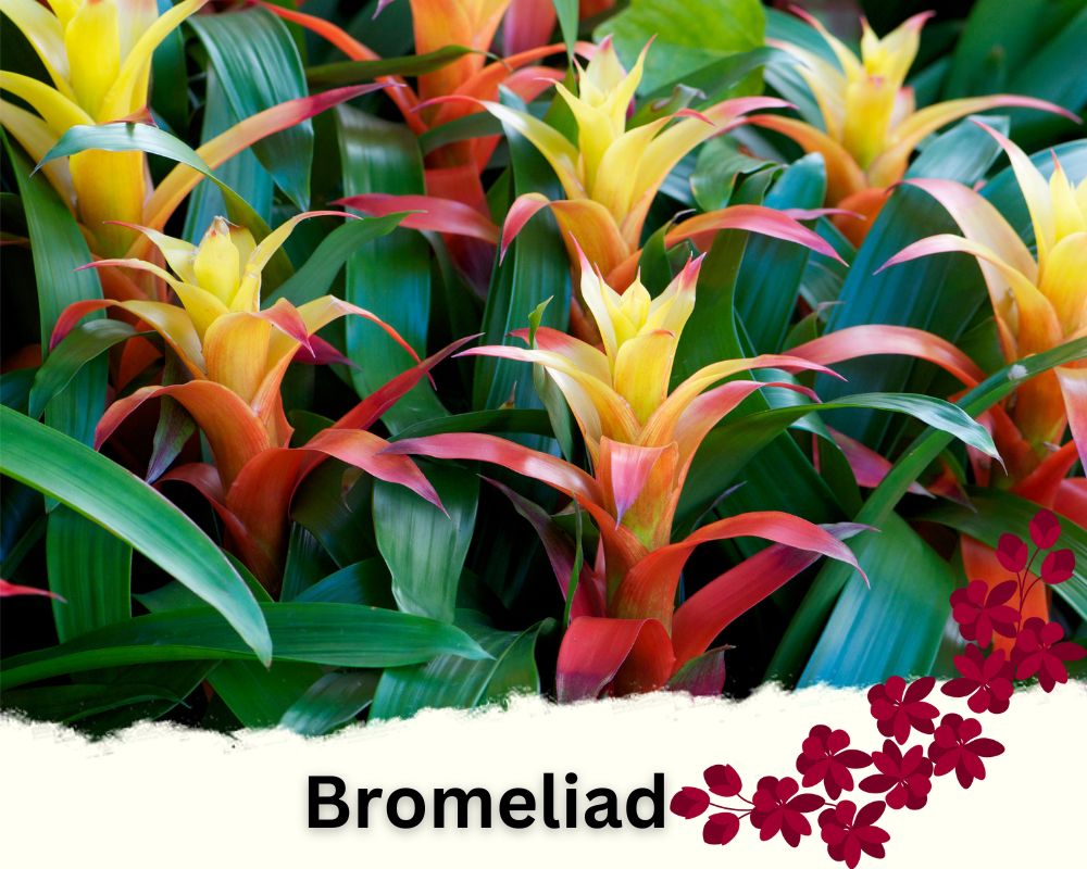 Bromeliads are common flowering house plants