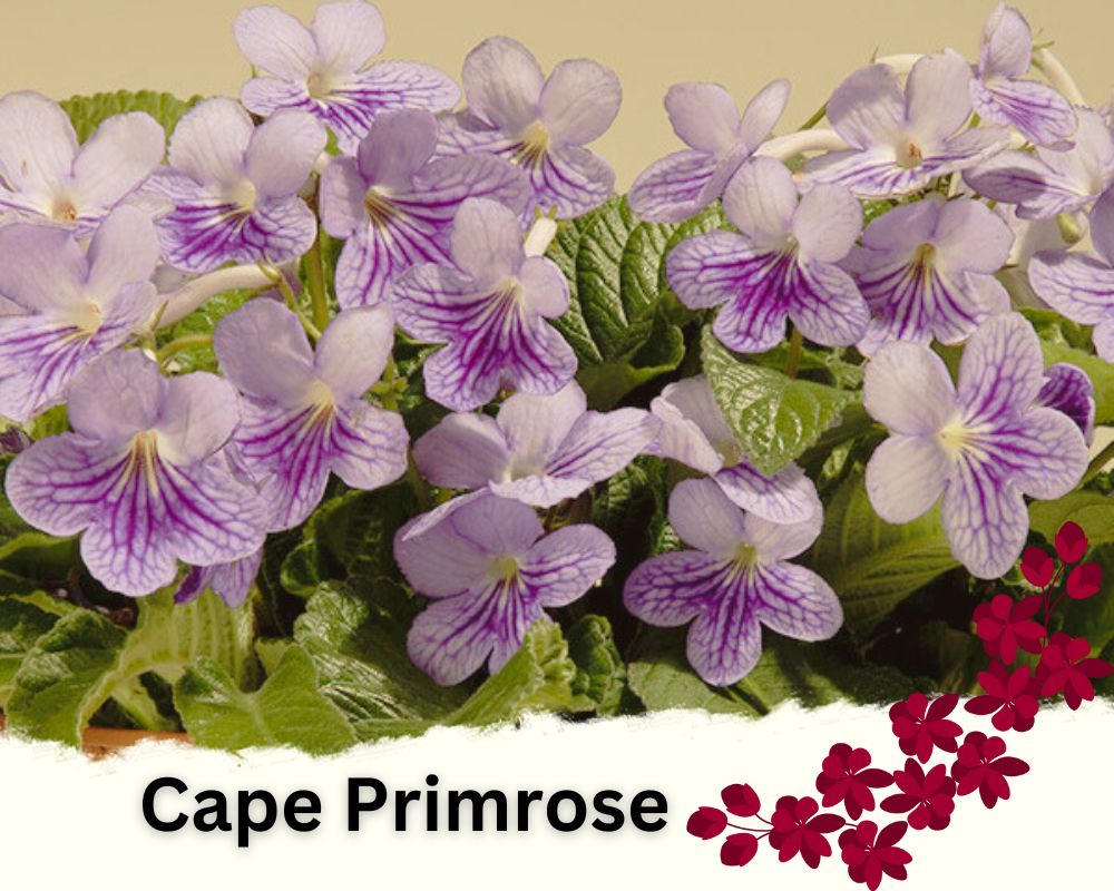 Cape Primrose is a flowering houseplant