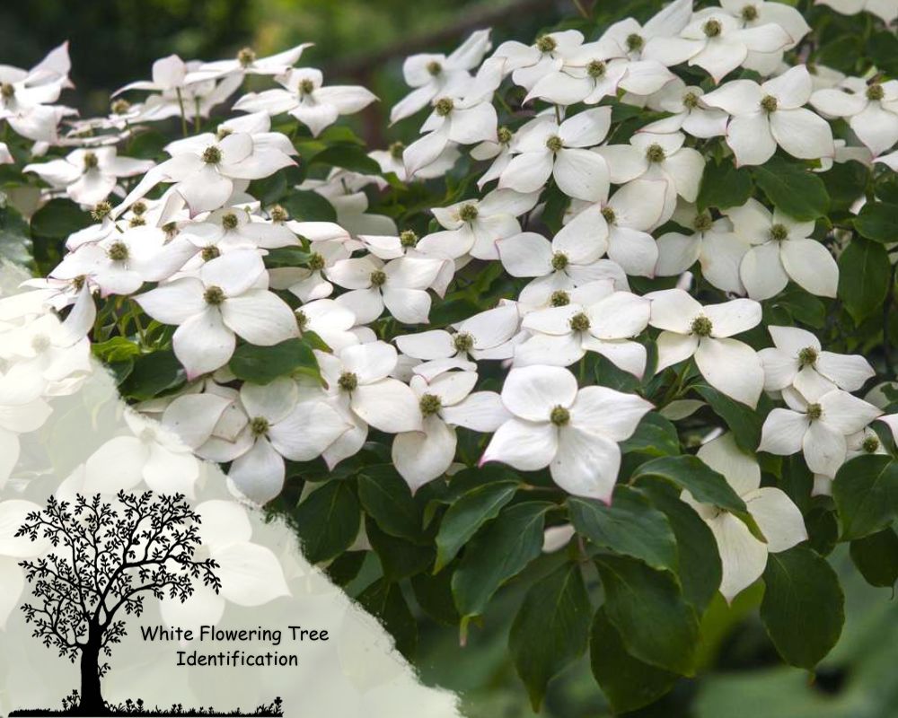 Kousa Dogwood