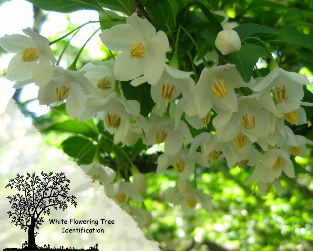 Japanese Snowbell