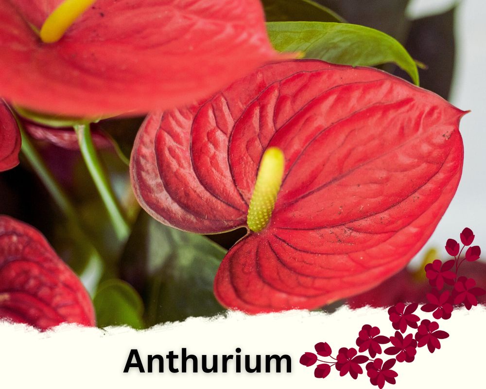 Anthurium is a flowering house plant