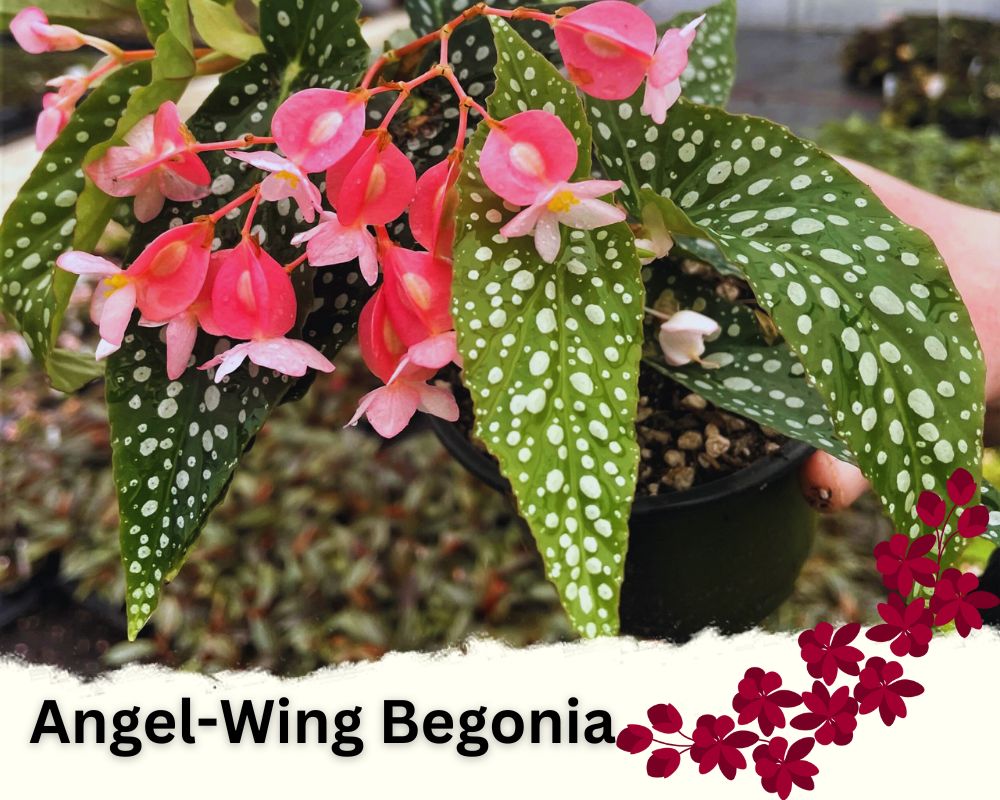 Angel-Wing Begonia is a flowering house plant