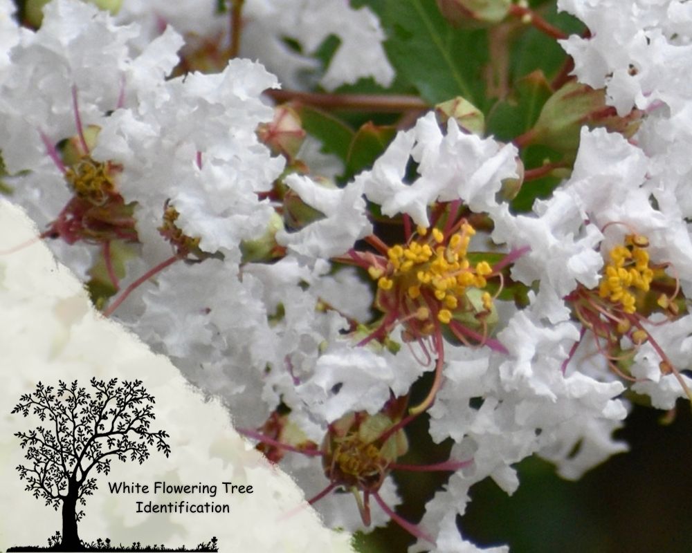 Japanese Crepe Myrtle