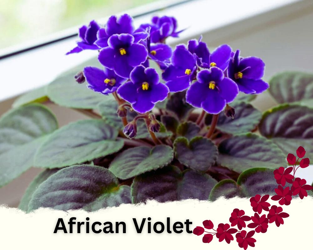 African Violet is a flowering house plants 
