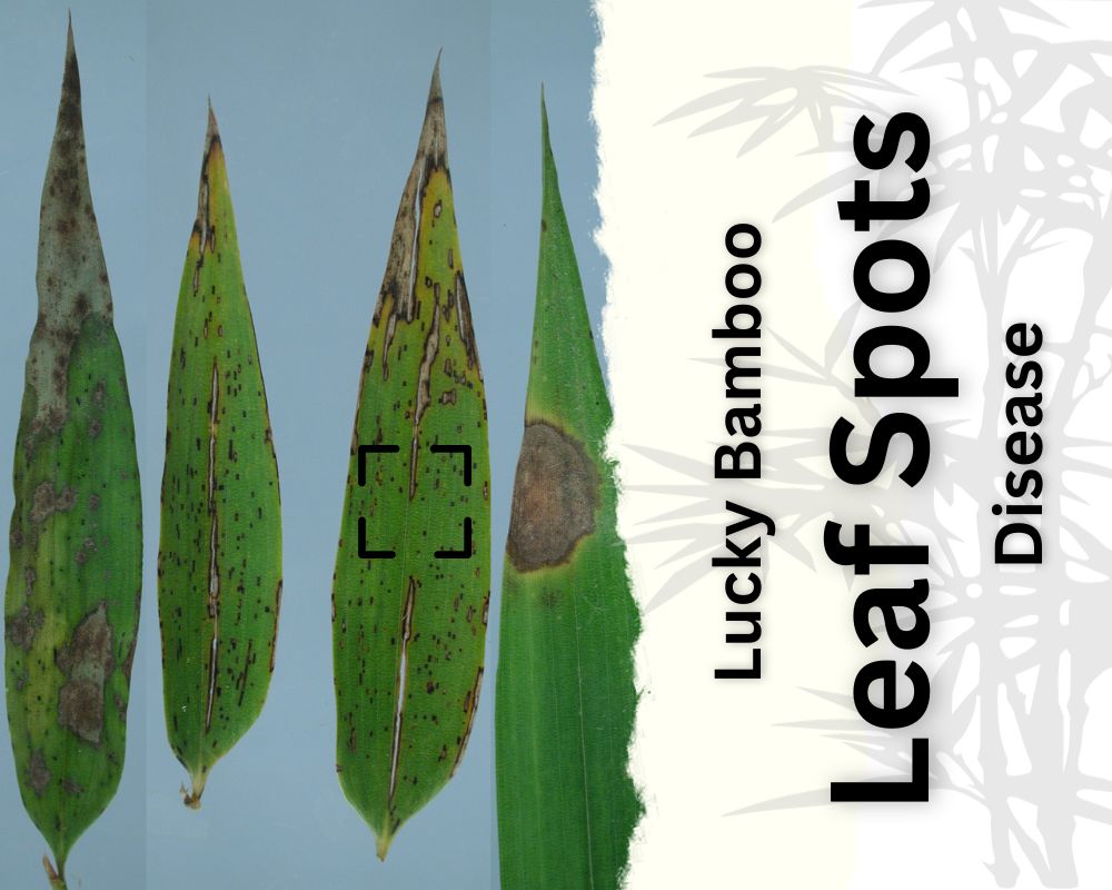 Symptoms of Lucky Bamboo Leaf Spots