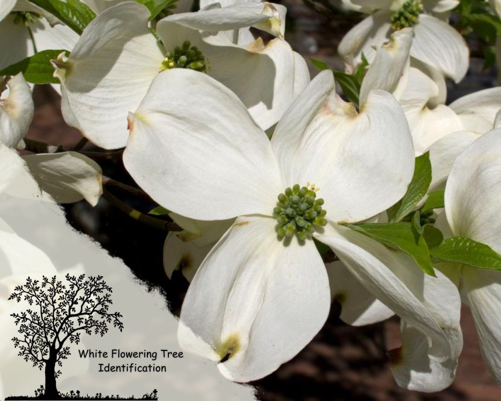 White Dogwood 