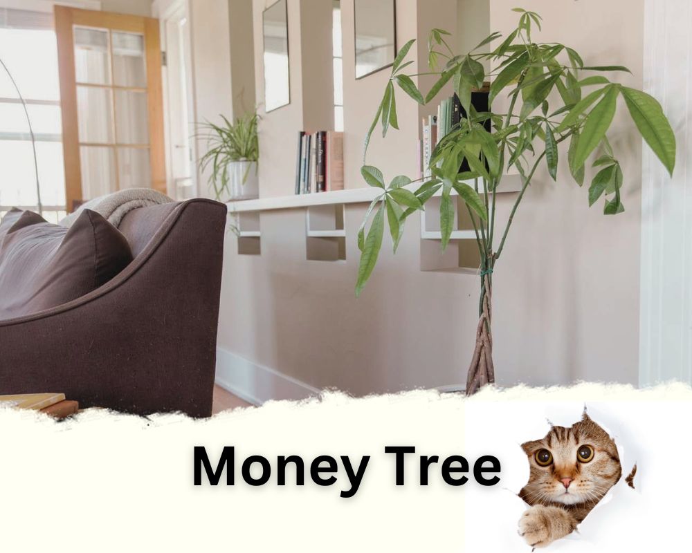Money Tree is a low light indoor plant safe for cats
