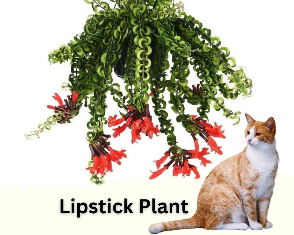 Lipstick Plant is a colorful low light hanging plant that is safe for cats