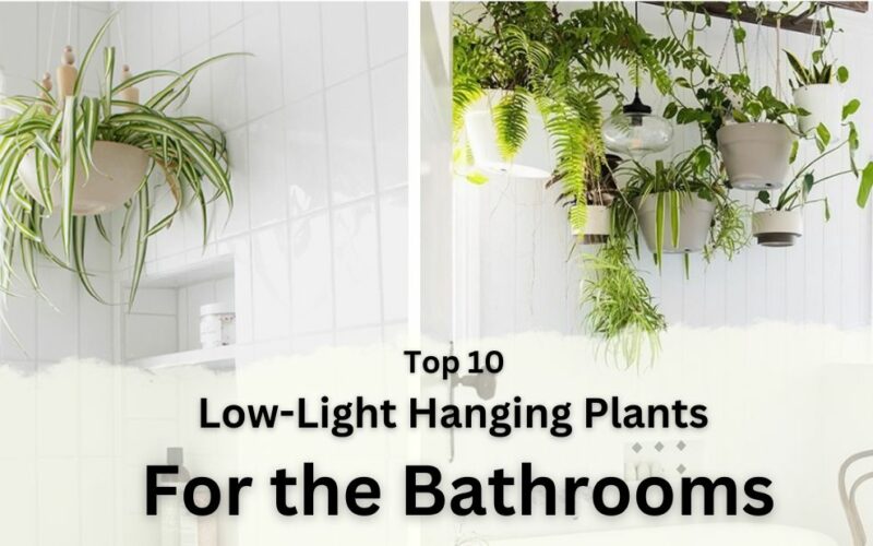 Top 10 Low-Light Hanging Plants for the Bathrooms