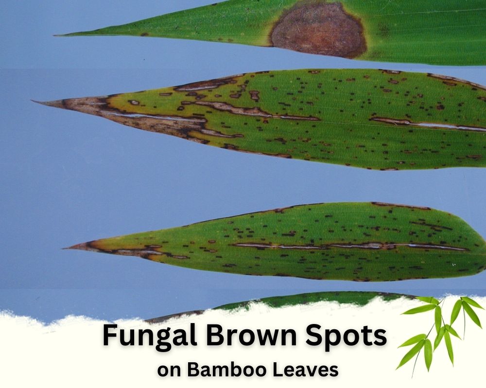 Fungal Brown Spots on Bamboo Leaves