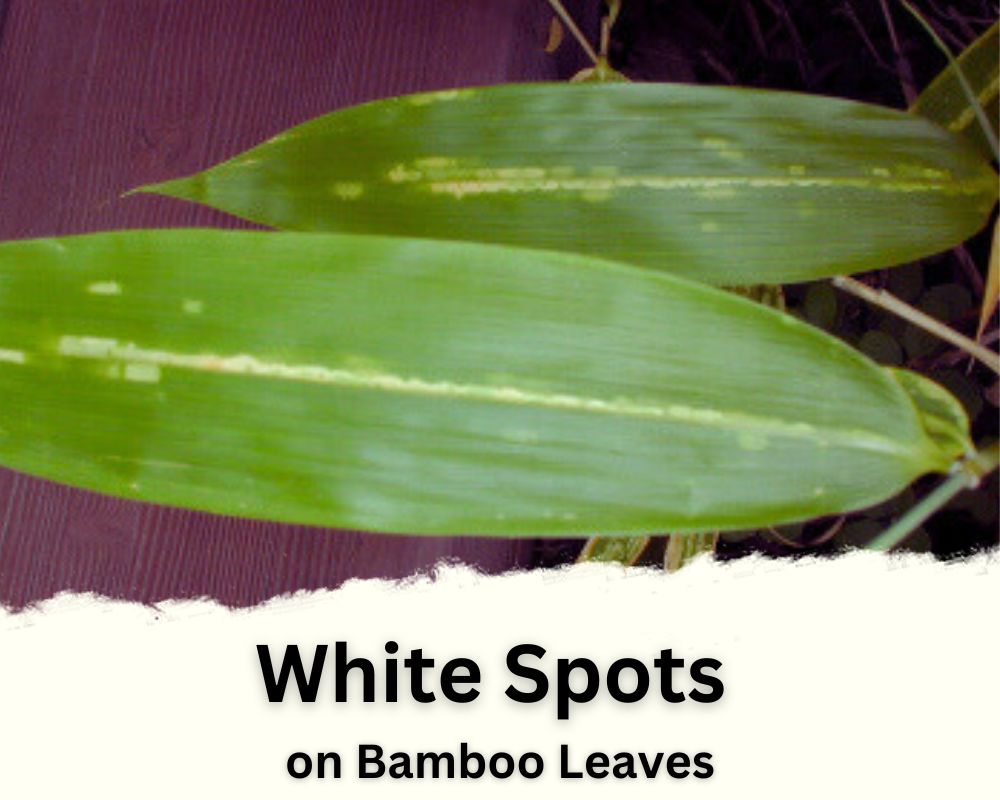 White Spots on Bamboo Leaves due to mite infestation