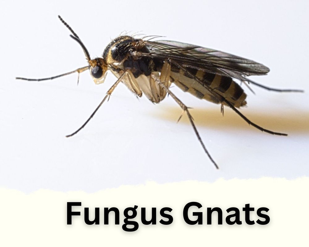 fungus gnat appearance