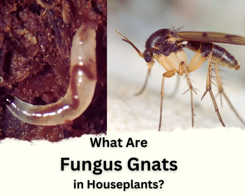 the adults and larvae Fungus Gnats in Houseplants