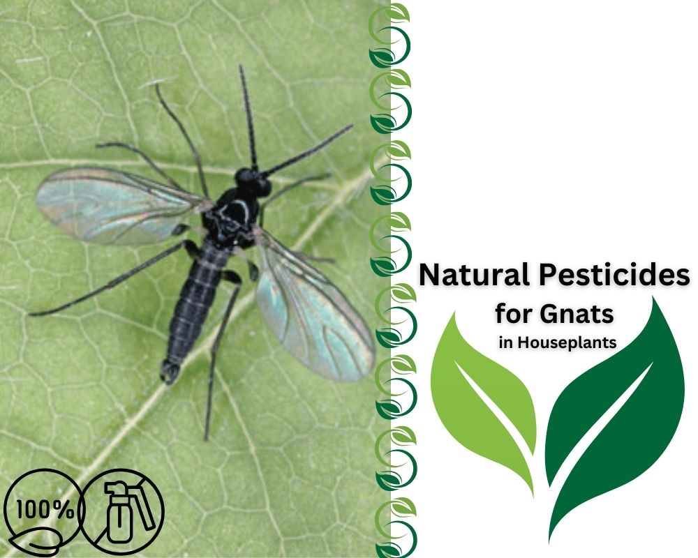 Natural Pesticides for Gnats in Houseplants
