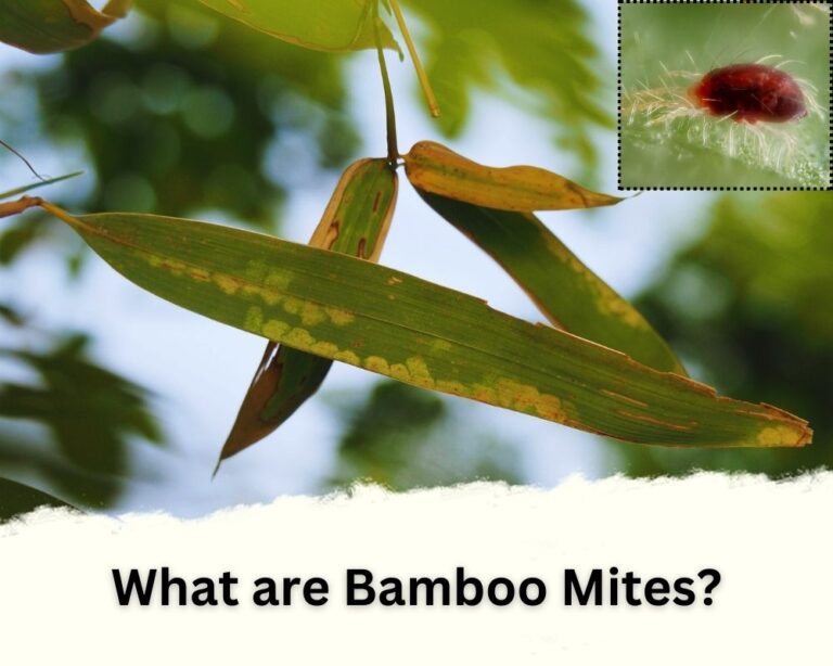 Do Bamboo Mites Bite Humans? Best Answer InHousePlant Your Ultimate