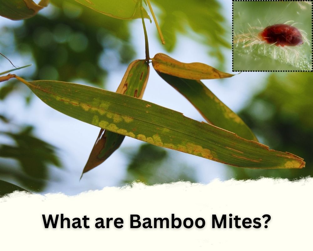 Bamboo Mites is one of the most important bamboo pests