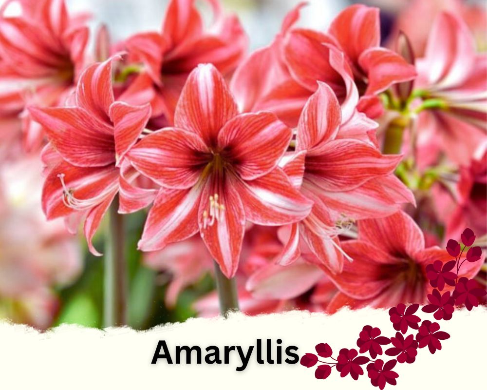 Amaryllis is a flowering indoor plant