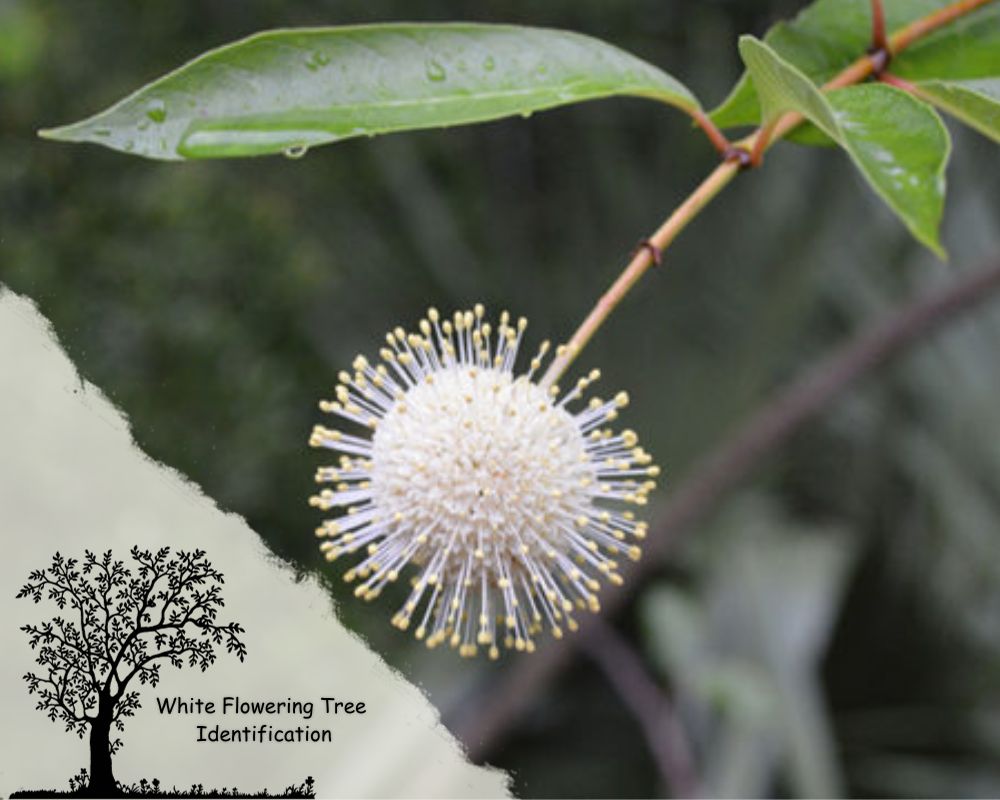 Buttonbush