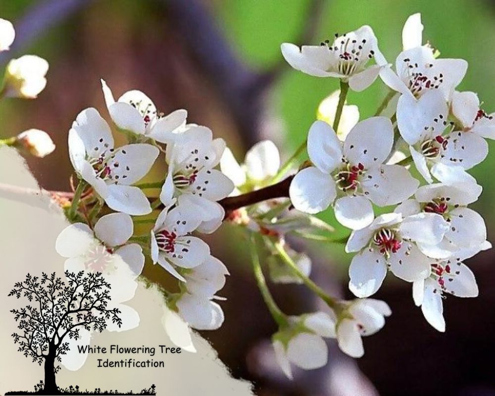 Bradford Flowering Pear Tree