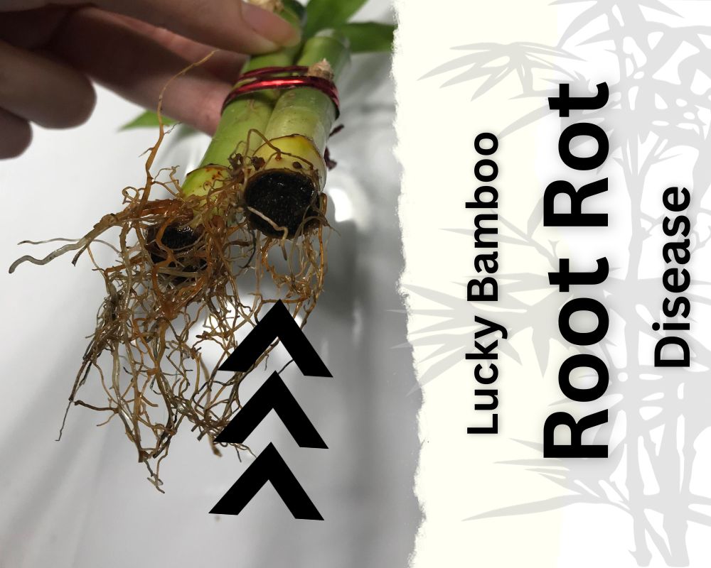 Symptoms of Lucky Bamboo Root Rot