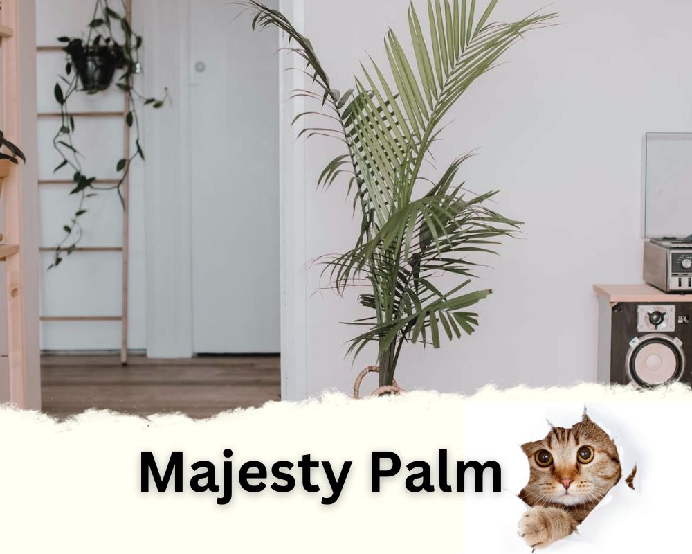 Majesty Palm is not toxic for cats and can thrive in dim rooms