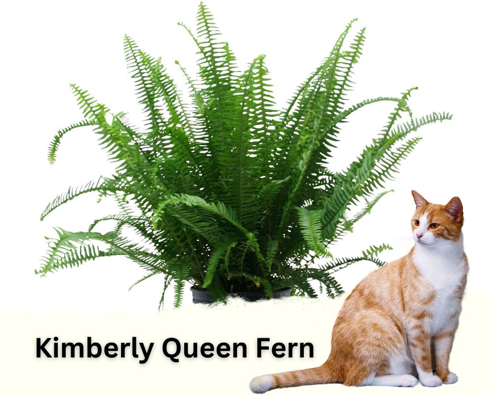 Kimberly Queen Ferns are low light hanging plants that are not toxic for cats