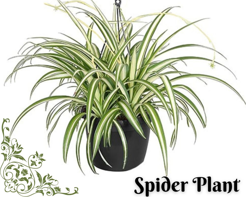 Spider Plants are low-light hanging plants for the bathrooms