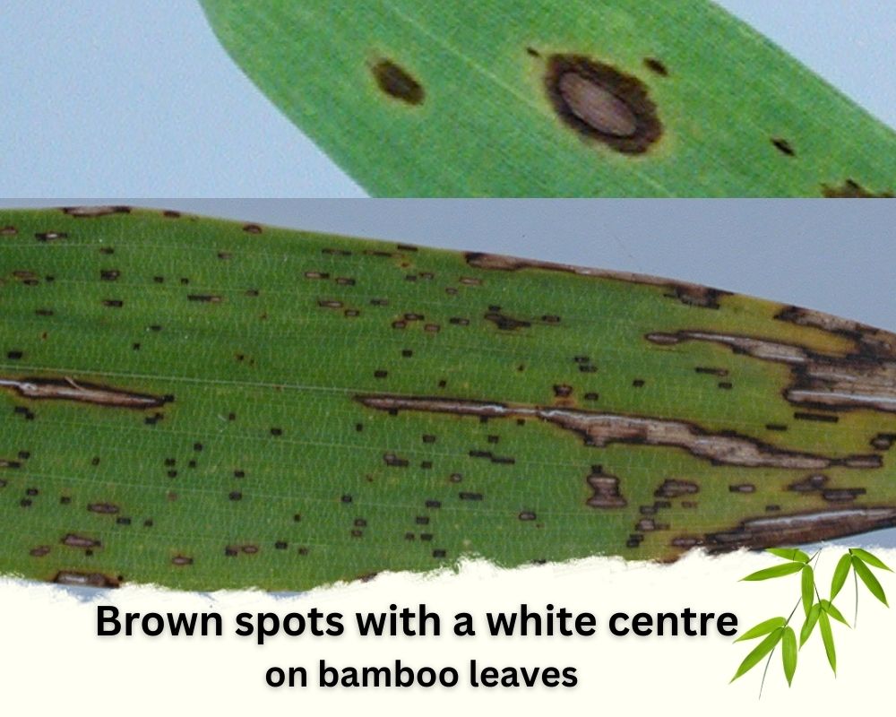 Brown spots with a white centre on bamboo leaves