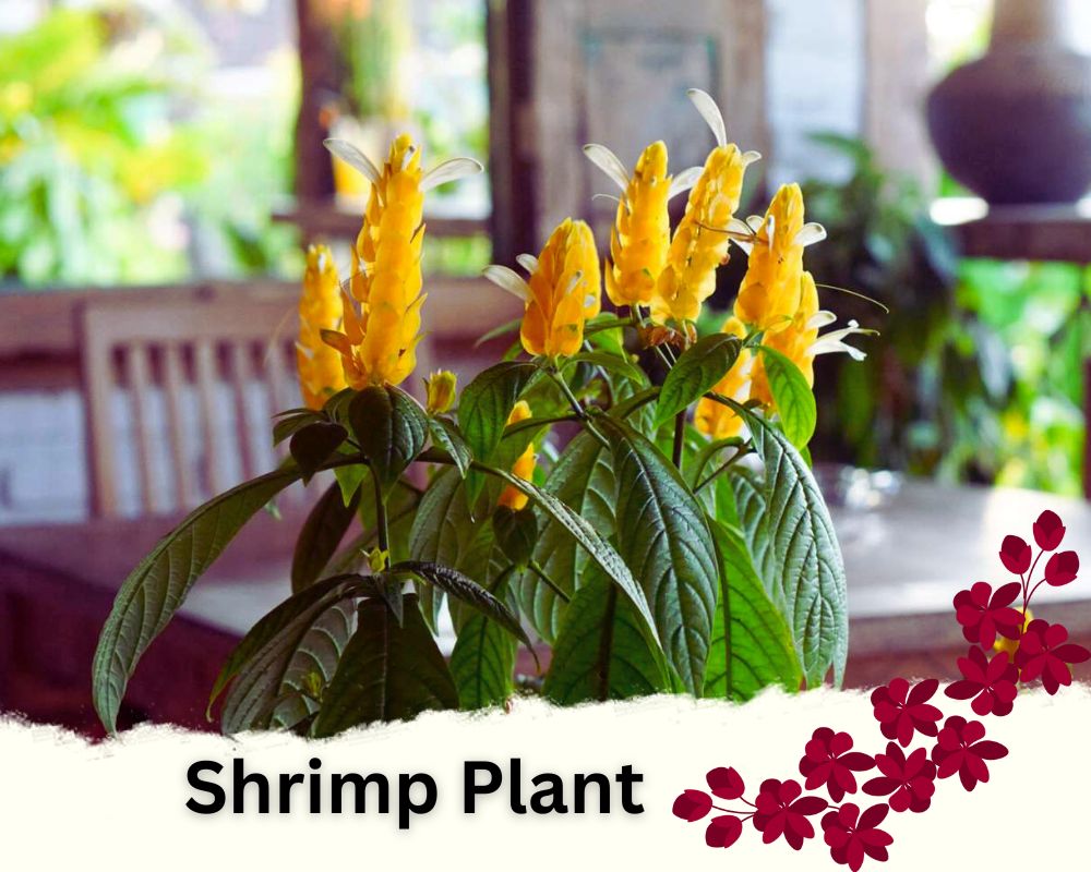 Shrimp Plant is a flowering house plant