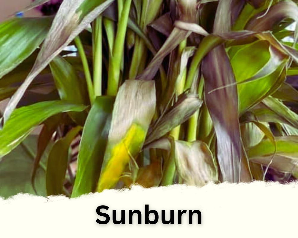 Sunburn Can Cause White Spots on Bamboo Leaves