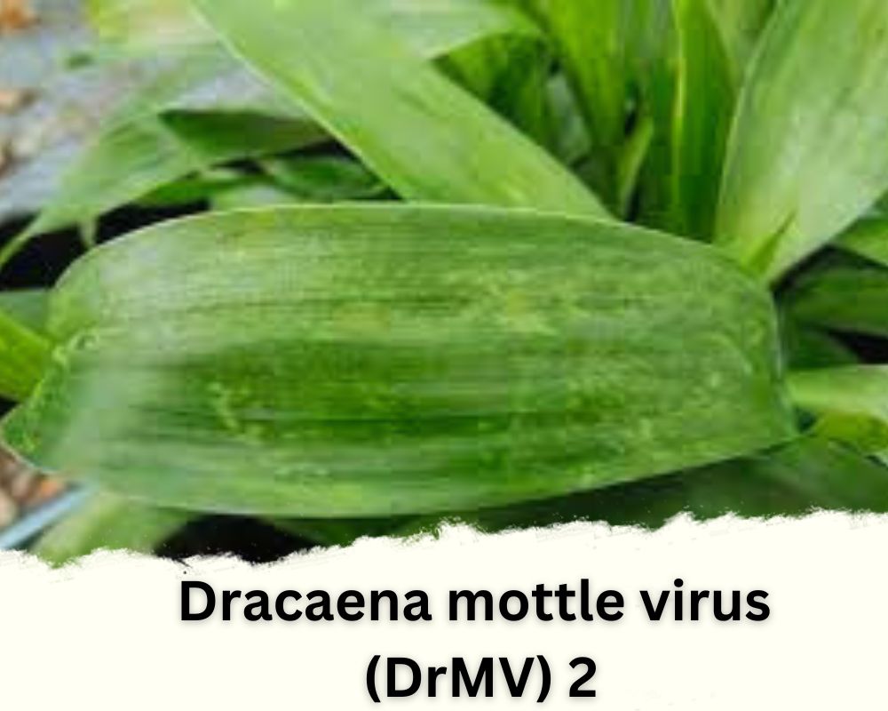 Dracaena mottle virus (DrMV) on lucky bamboo leaves