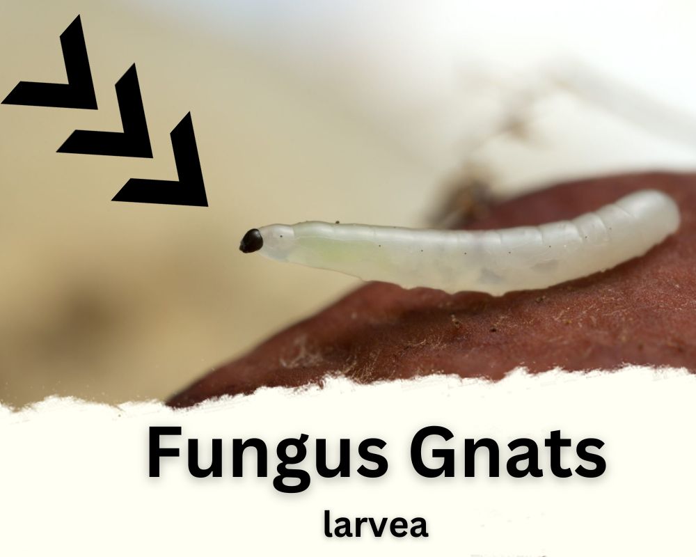 Fungus Gnats larvae appearance