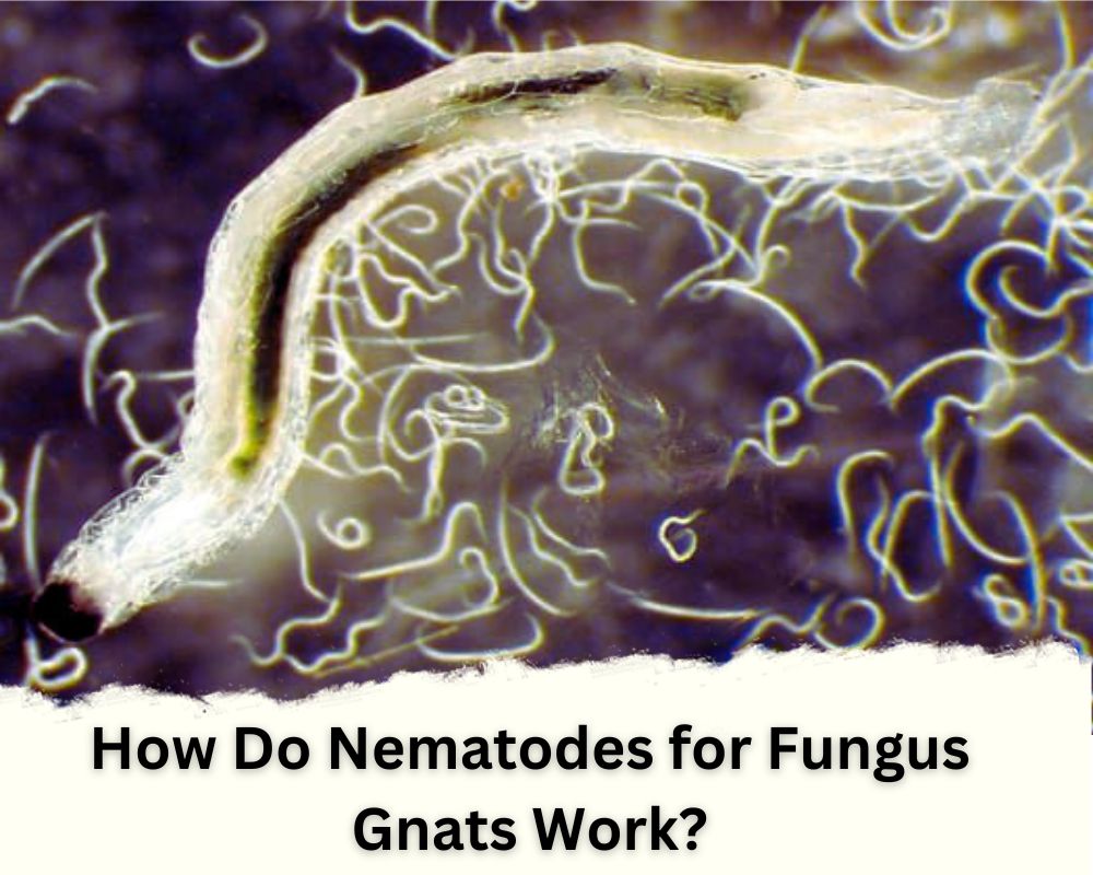 How Do Nematodes for Fungus Gnats Work?