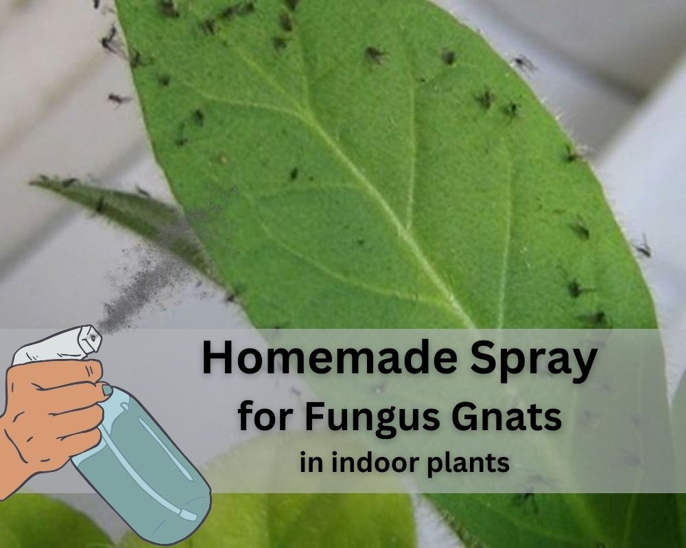 Homemade Spray for Fungus Gnats in indoor plants