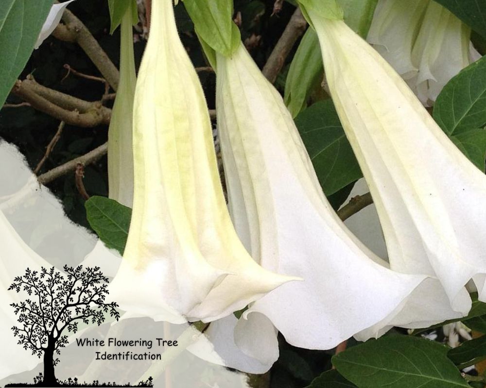 White Angel’s Trumpet 