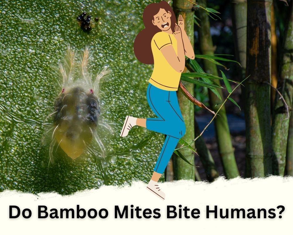 Do Bamboo Mites Bite Humans? no they don't