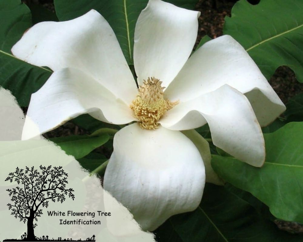 Bigleaf Magnolia