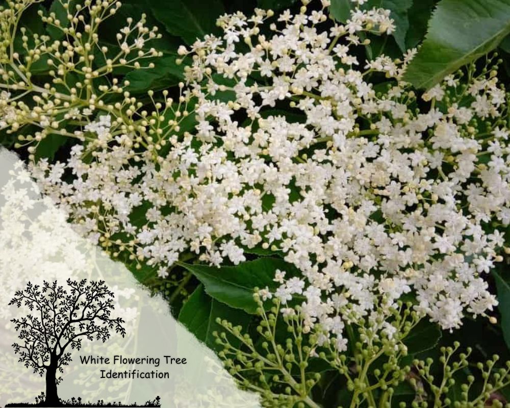 Amerian Elderberry