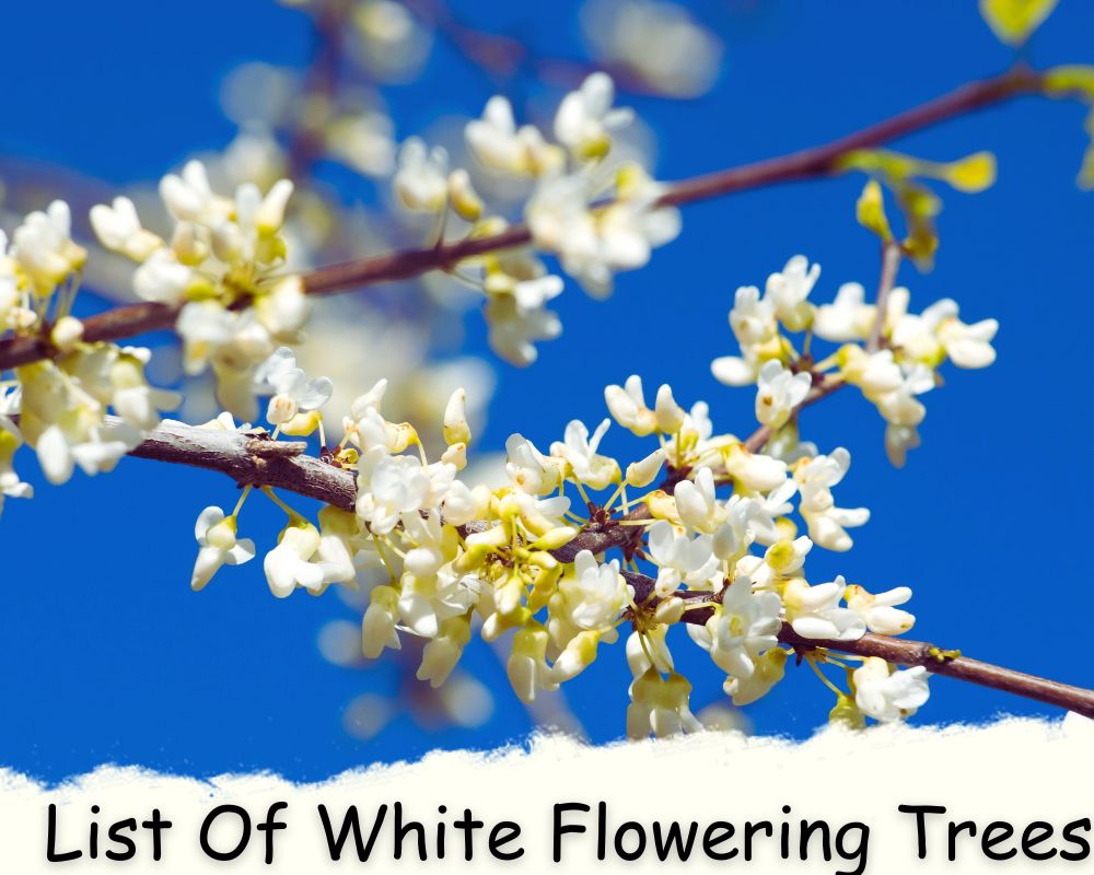 an stem of a White Flowering Tree