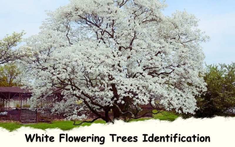 White Flowering Trees Identification