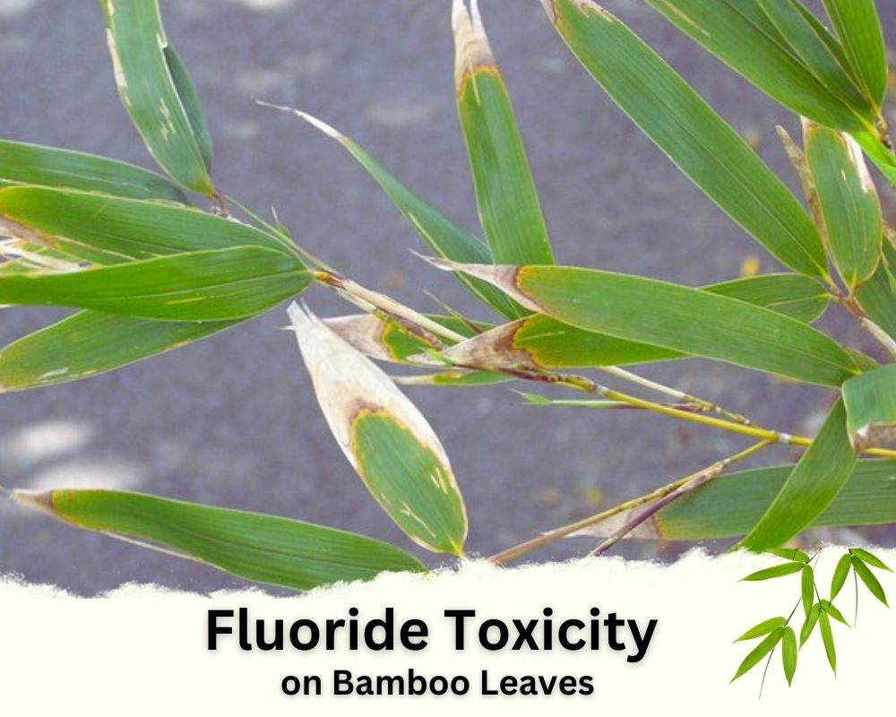 Fluoride toxicity: tip burn Brown Spots on Bamboo Leaves
