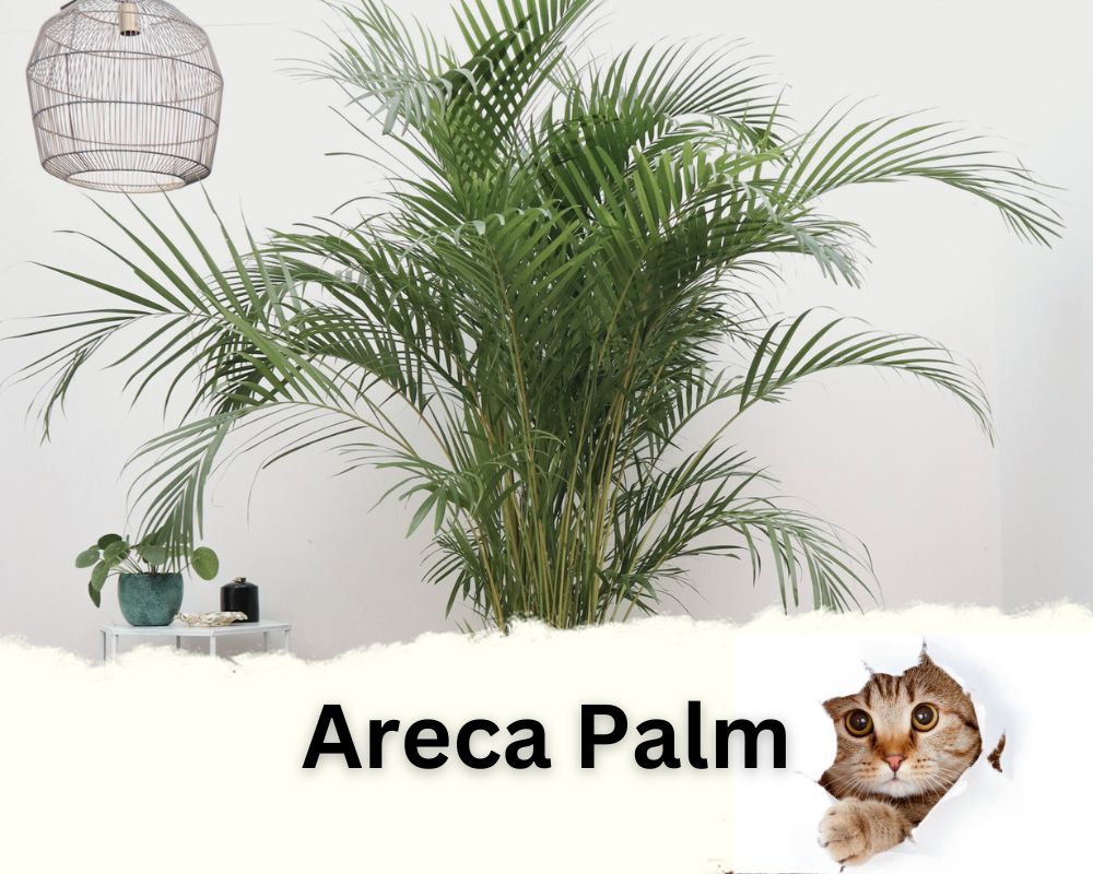 Areca Palm is a low light indoor tree safe for cats