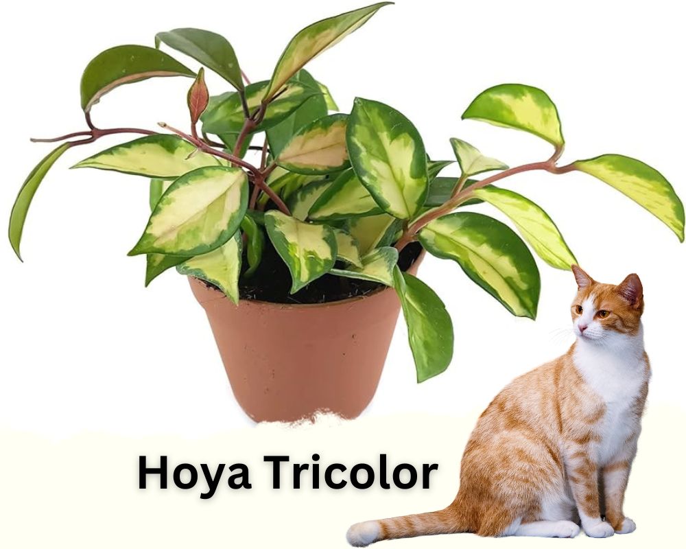 Hoya Tricolor plants are low light indoor plants that are safe for cats